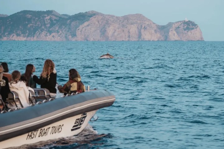 People on a boat tour observe a dolphin near rocky cliffs.