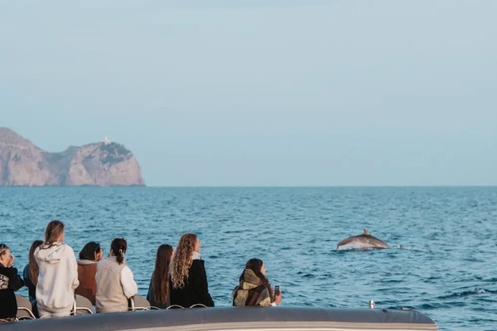 People on a boat watching a dolphin in the sea.
