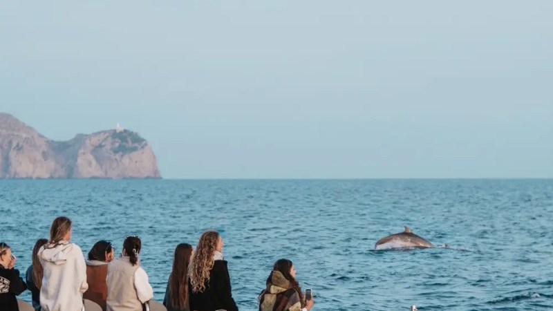 People on a boat watching a dolphin in the sea.