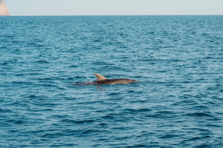 Dolphin swimming in the ocean under a clear sky.