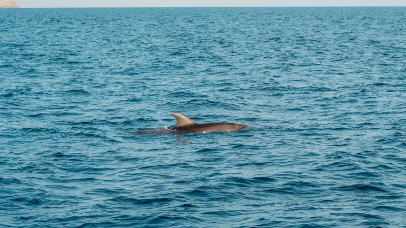 Dolphin swimming in the ocean under a clear sky.